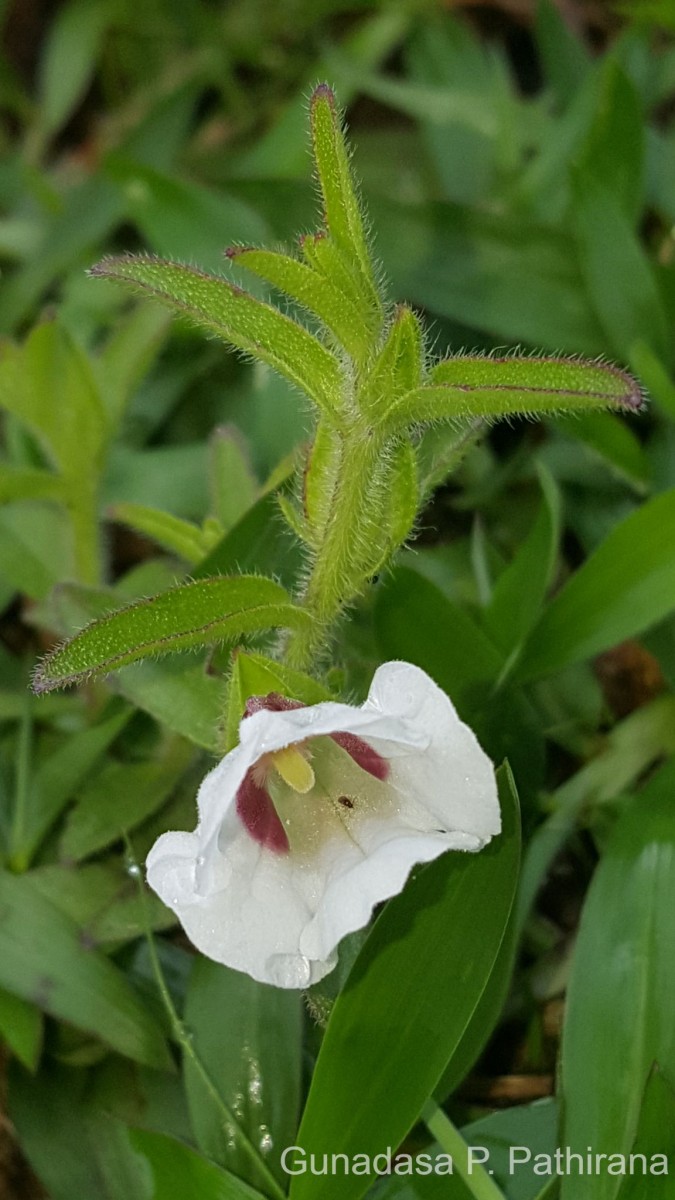 Centranthera indica (L.) Gamble